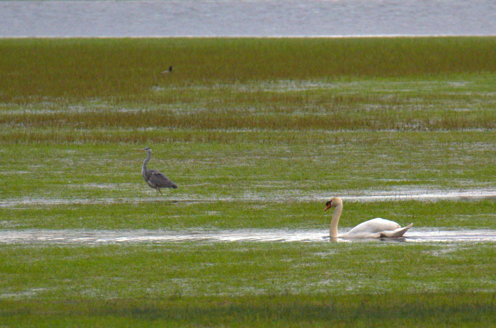 Cygne_Et_Heron.jpg