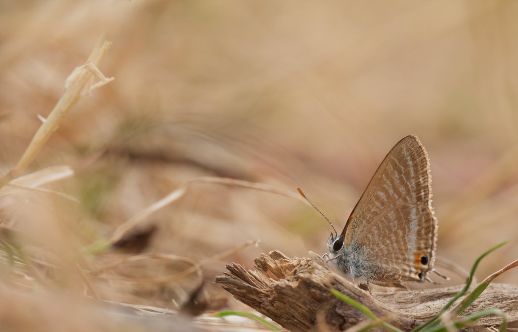 CP1019-05.jpg