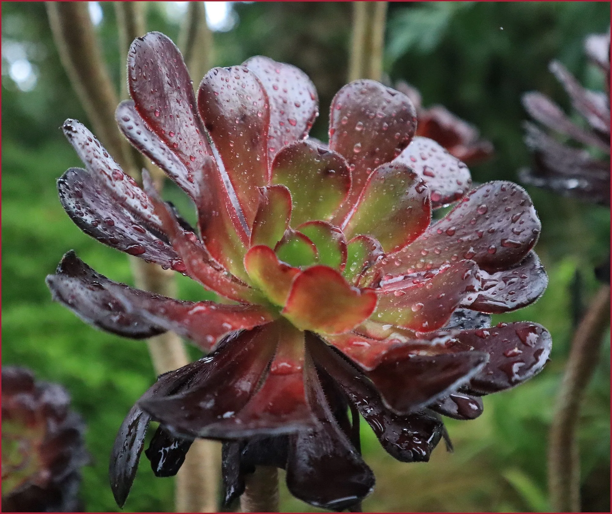 IMG_7302 5.JPG
