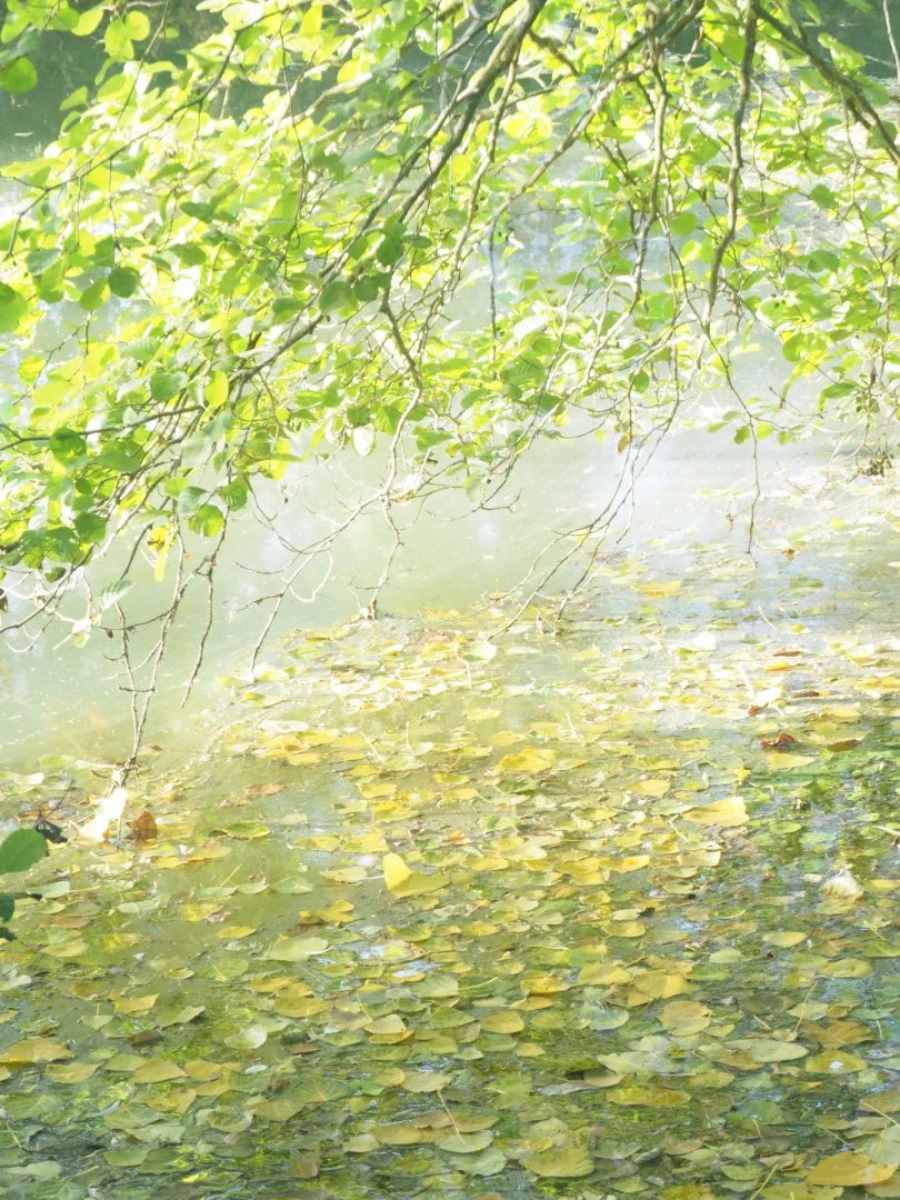 Marais-Poitevin.jpg