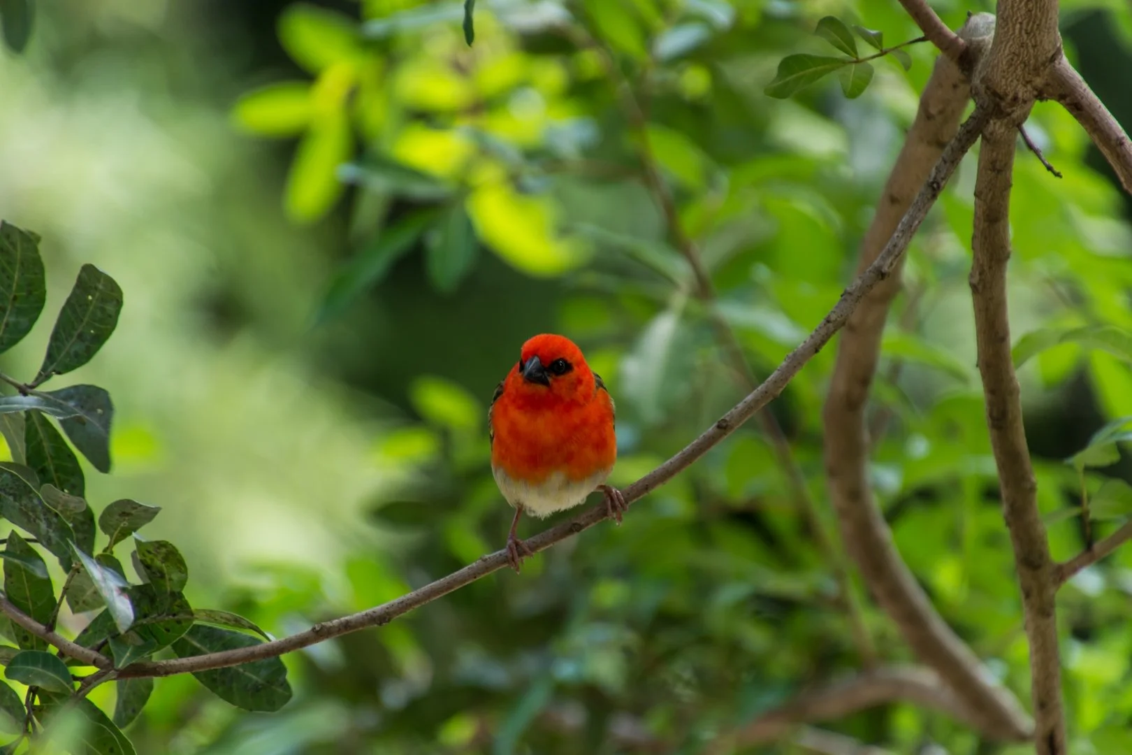 BH1019.22cardinal.JPG