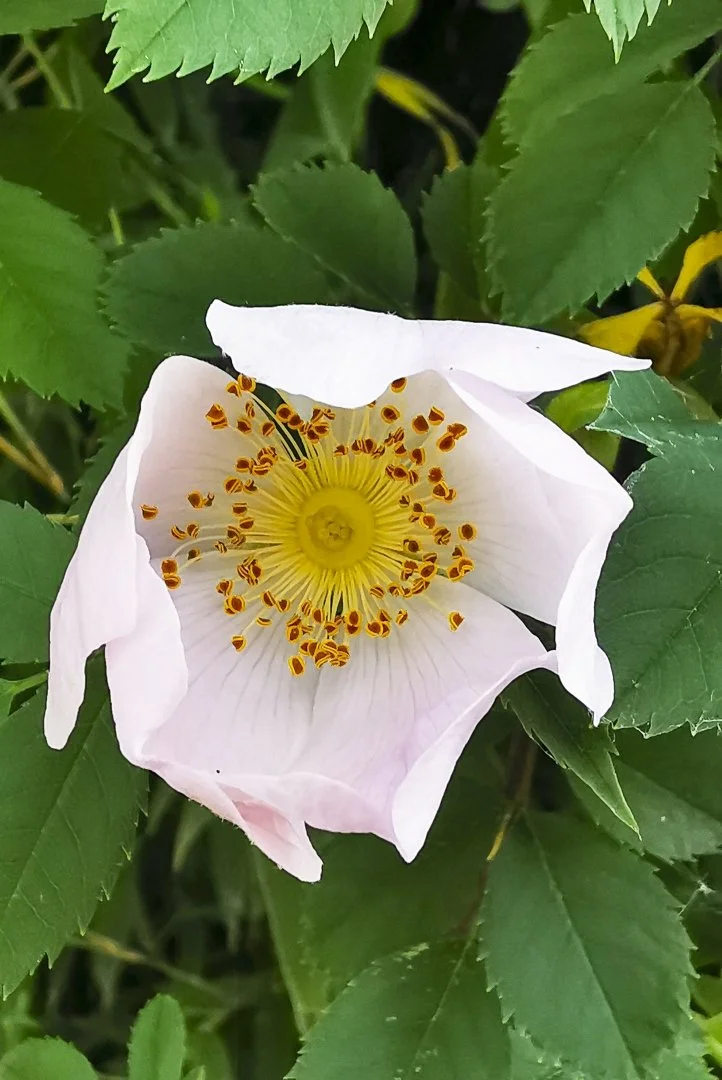 Pierre-B.-Églantine-alors-cest-toi-qui-caches-dans-ta-belle-robe-le-Corona-et-ses-aggressifs-spicules.jpg