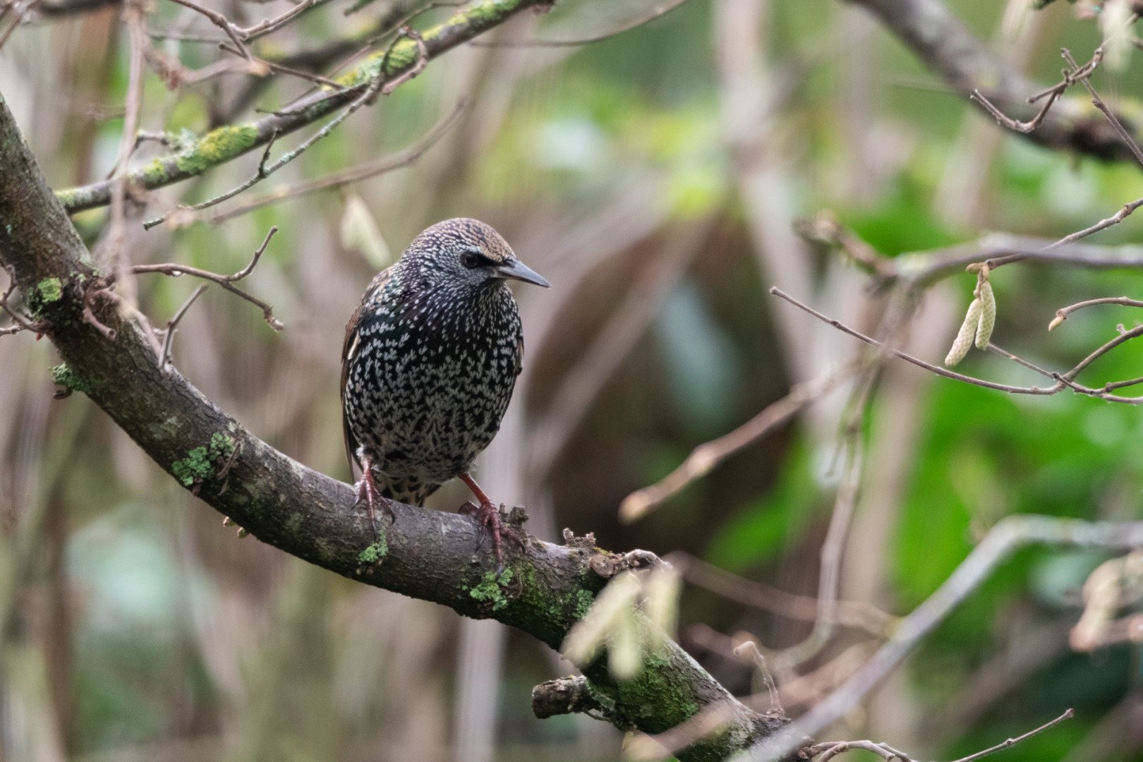 NB1221-12-f6.3s250iso1600.jpg