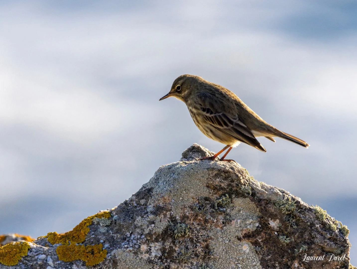 LD-12-23-Pipit-Farlouse-1.jpg