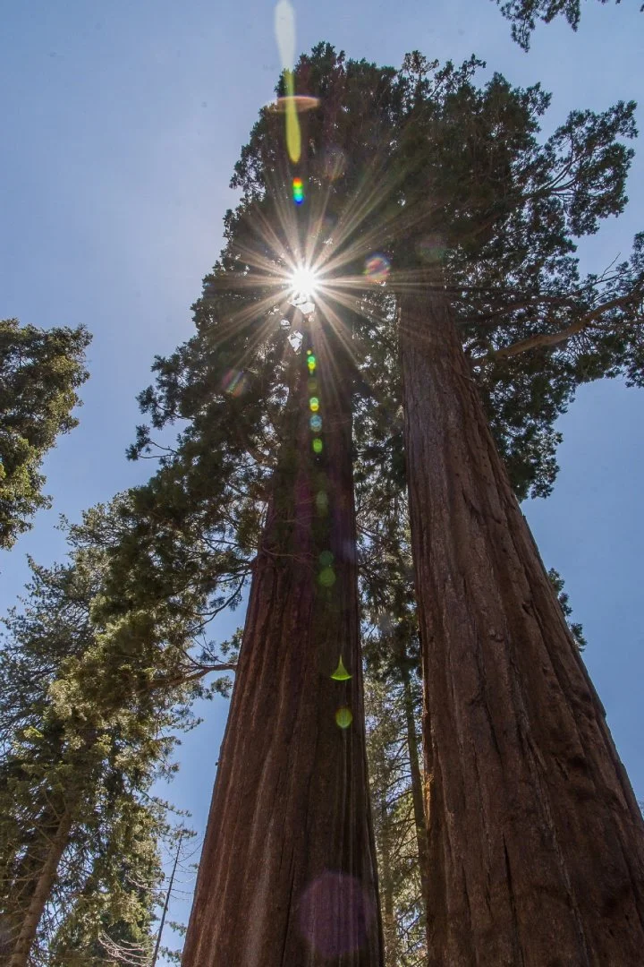 Sequoia.jpg