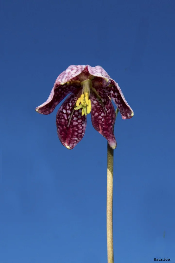 Fritillaires_avril_2021_31.jpg