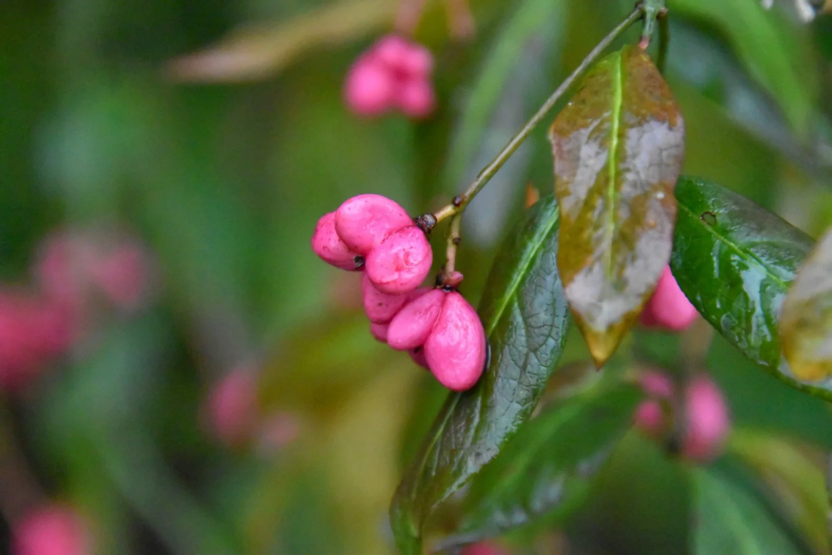 DSC_0021.jpg