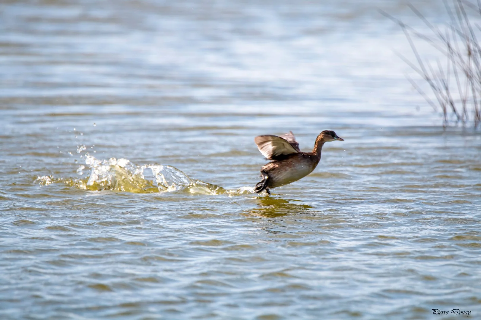 09-25-P-D-Grebe-castagneux-9.jpg