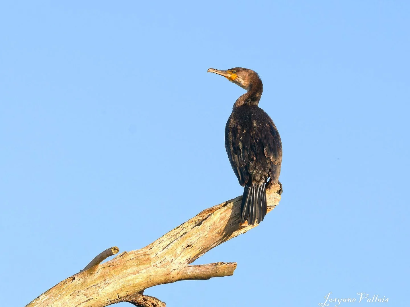 JV-Novembre-2025-cormoran-PB060040_DxO_DxO.jpg
