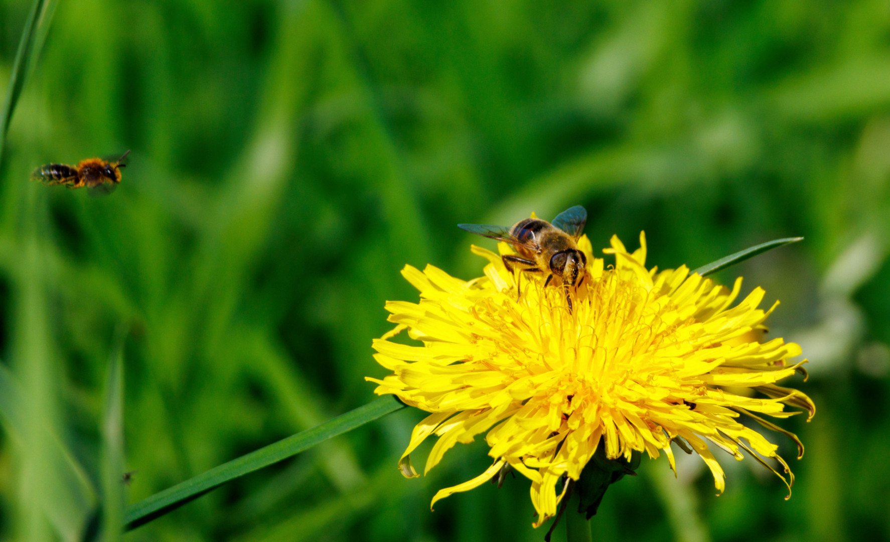 CB-0324-Abeille.jpg