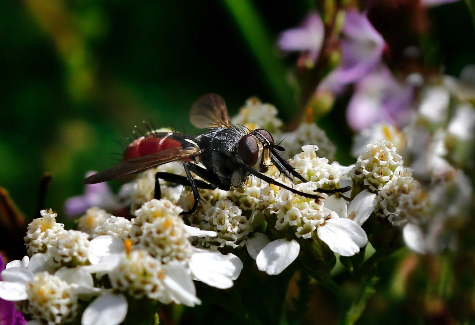 mouche-tachinaire.jpg