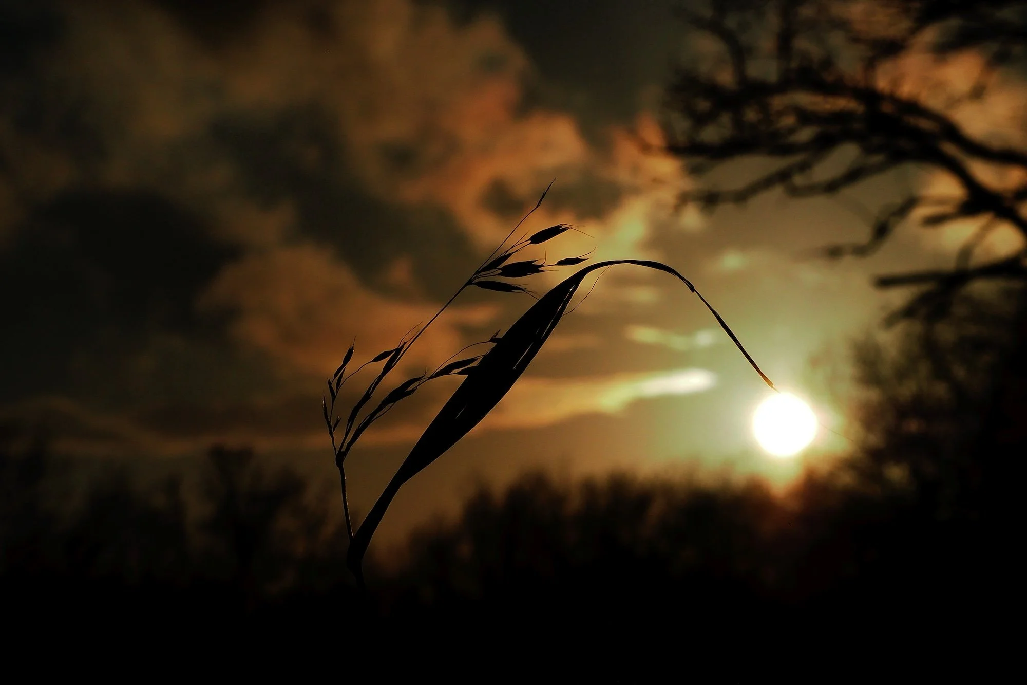 le brin de soleil.jpg