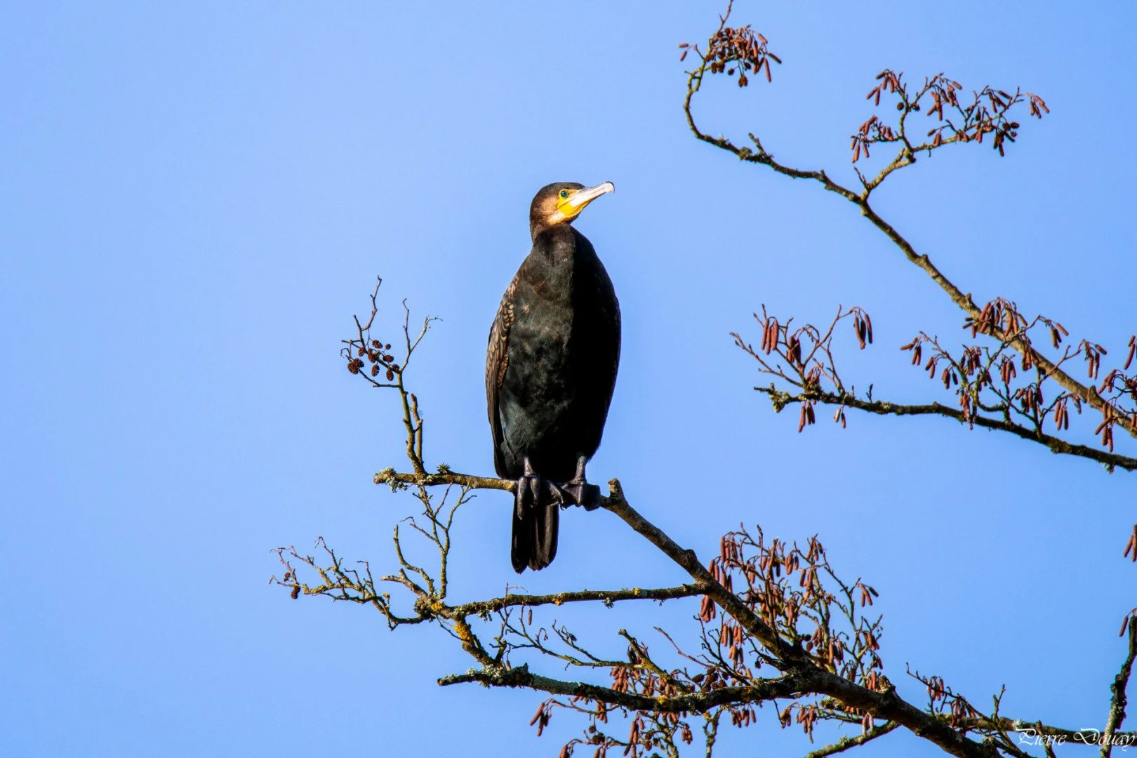 P-D-12-24-13-Cormoran_2.jpg