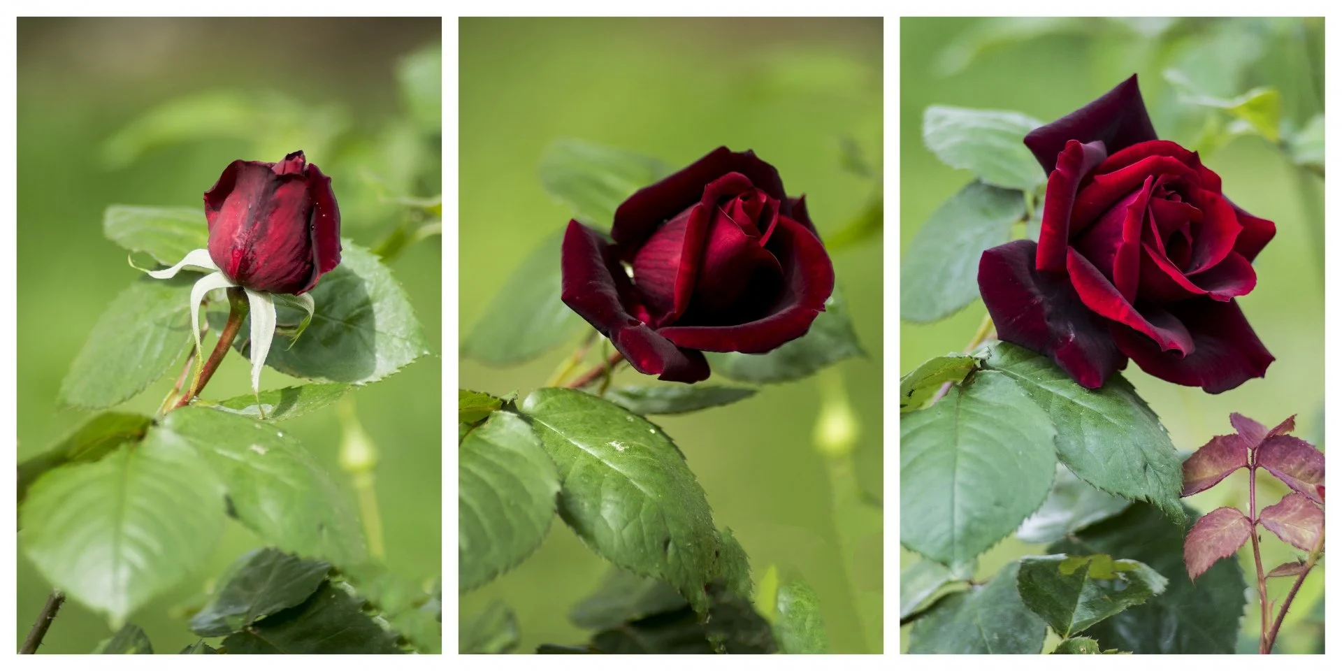 Naissance-dune-rose.jpg