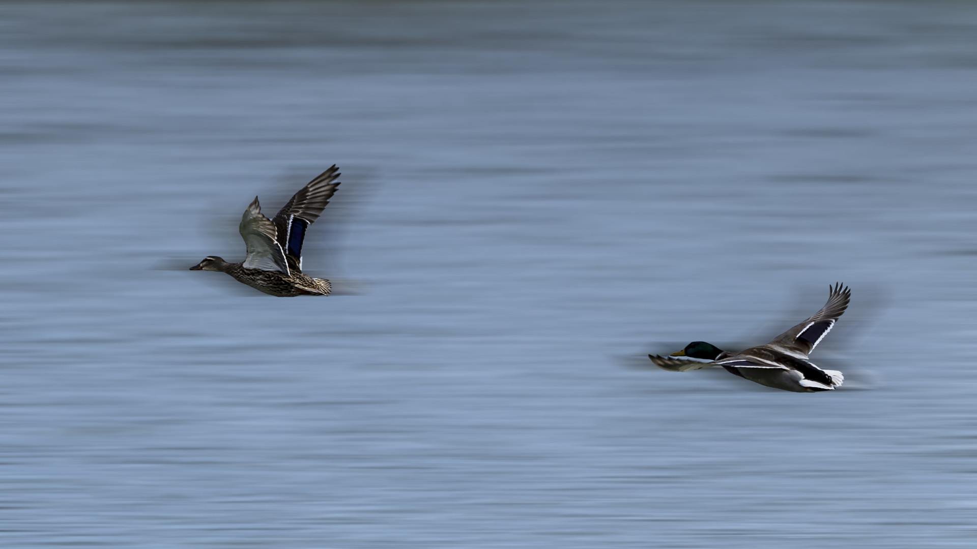 File-de-canards.jpg