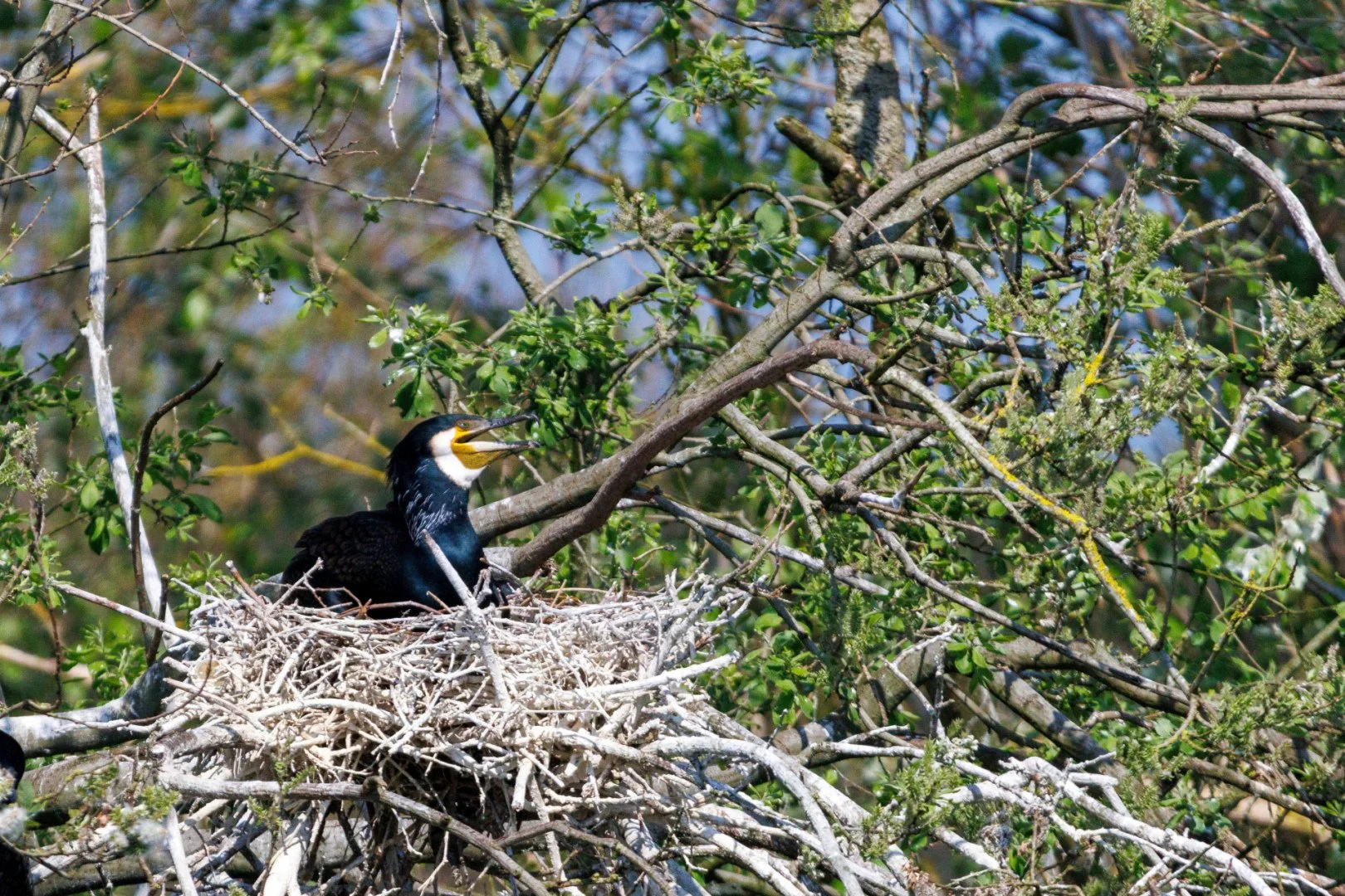 14-LD-0524-Grand-cormoran.jpg