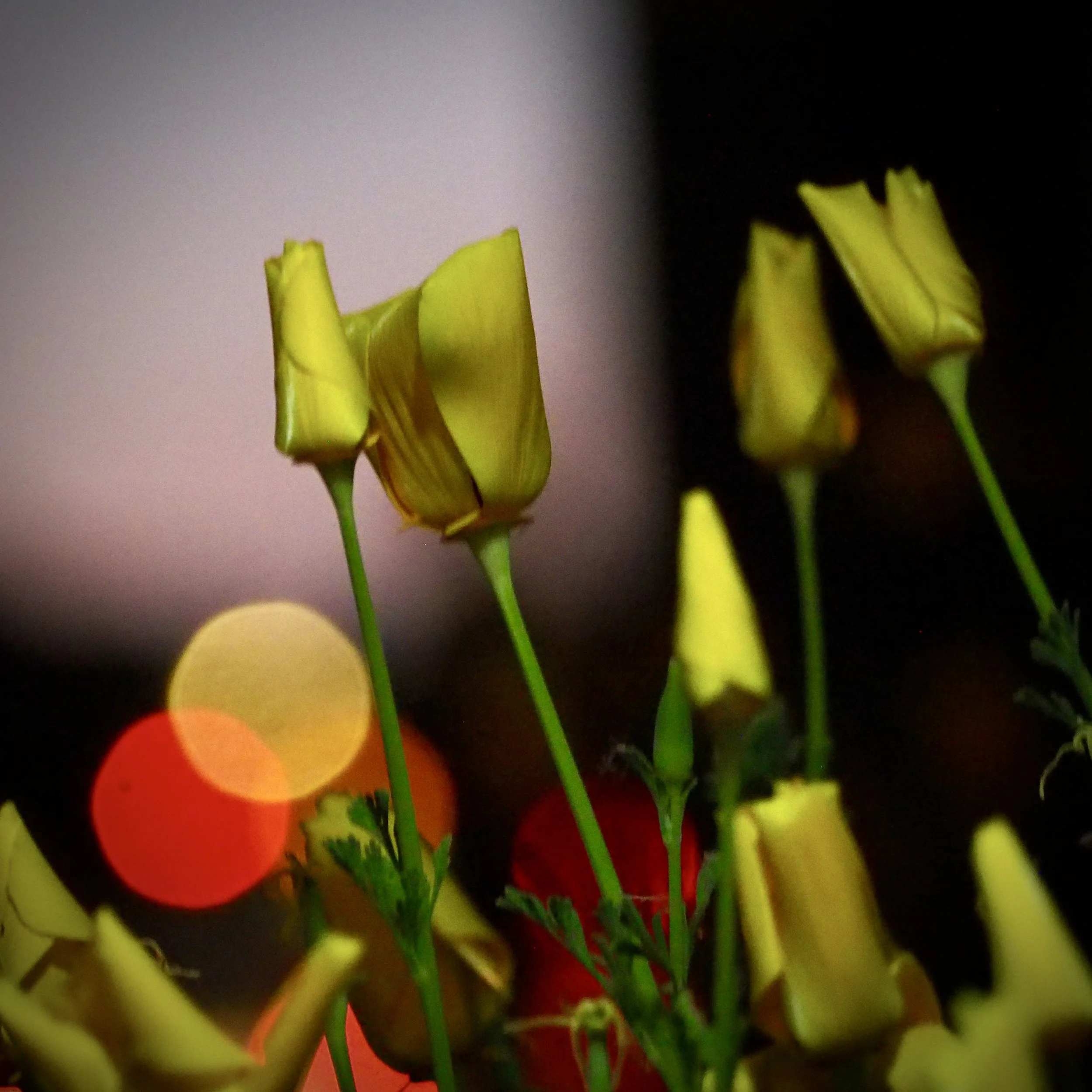IMG_7541.jpeg
