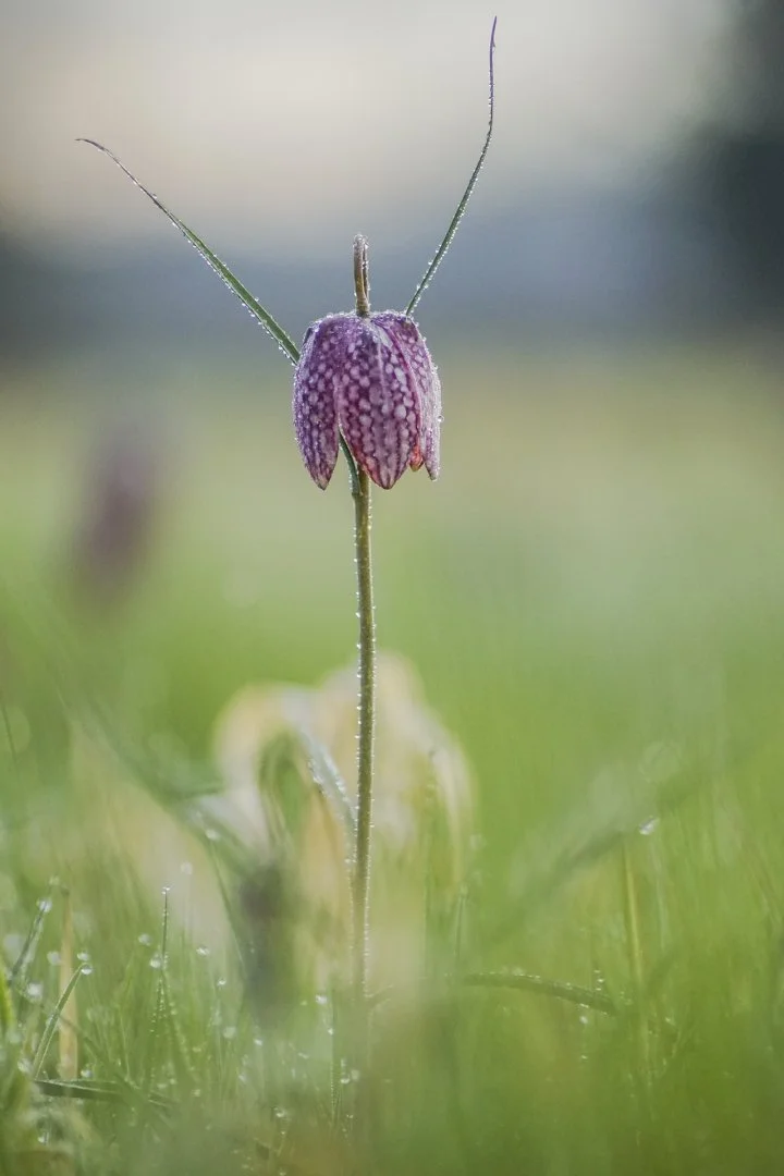 Fritillaires-2019-10.JPG