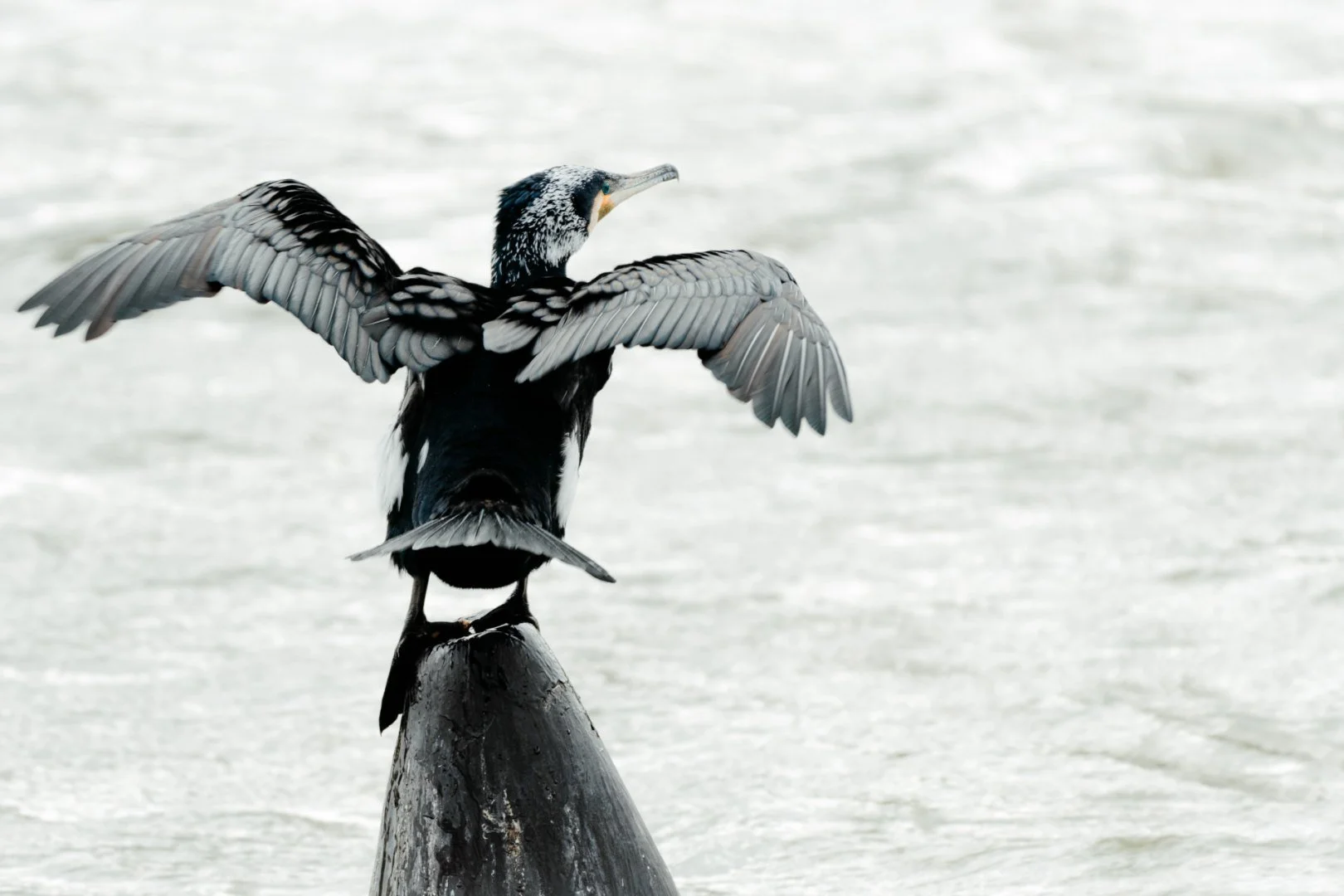 Cormoran.jpg