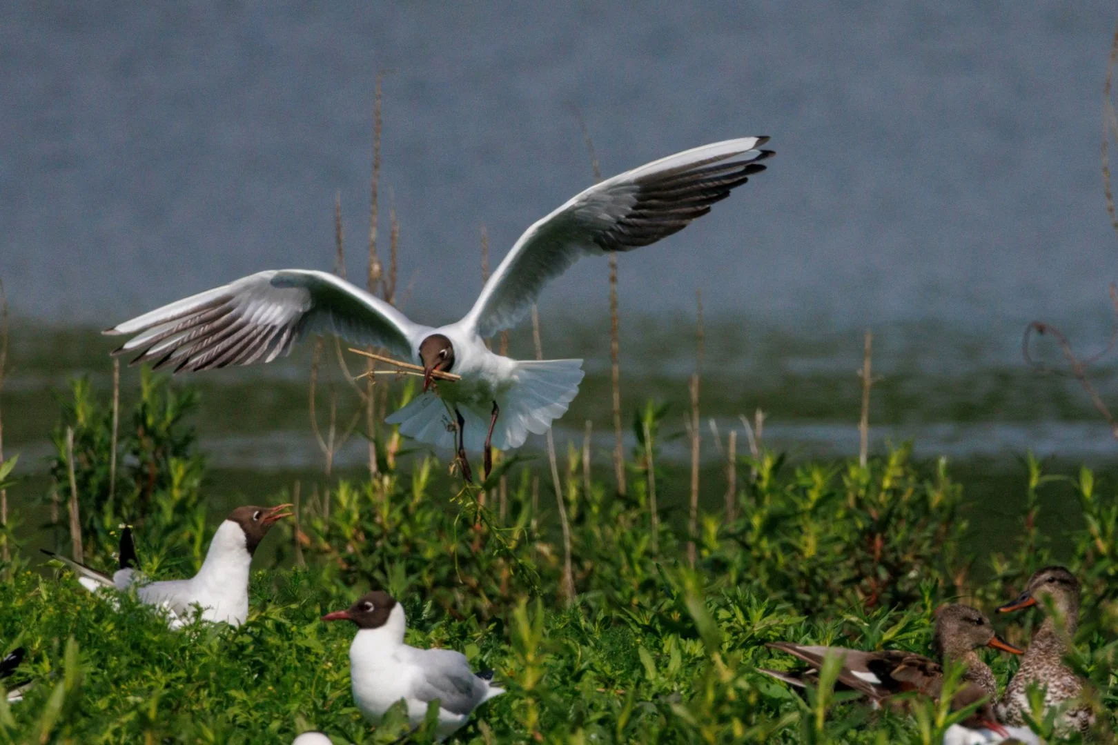 CB-0524-Mouette_1.jpg