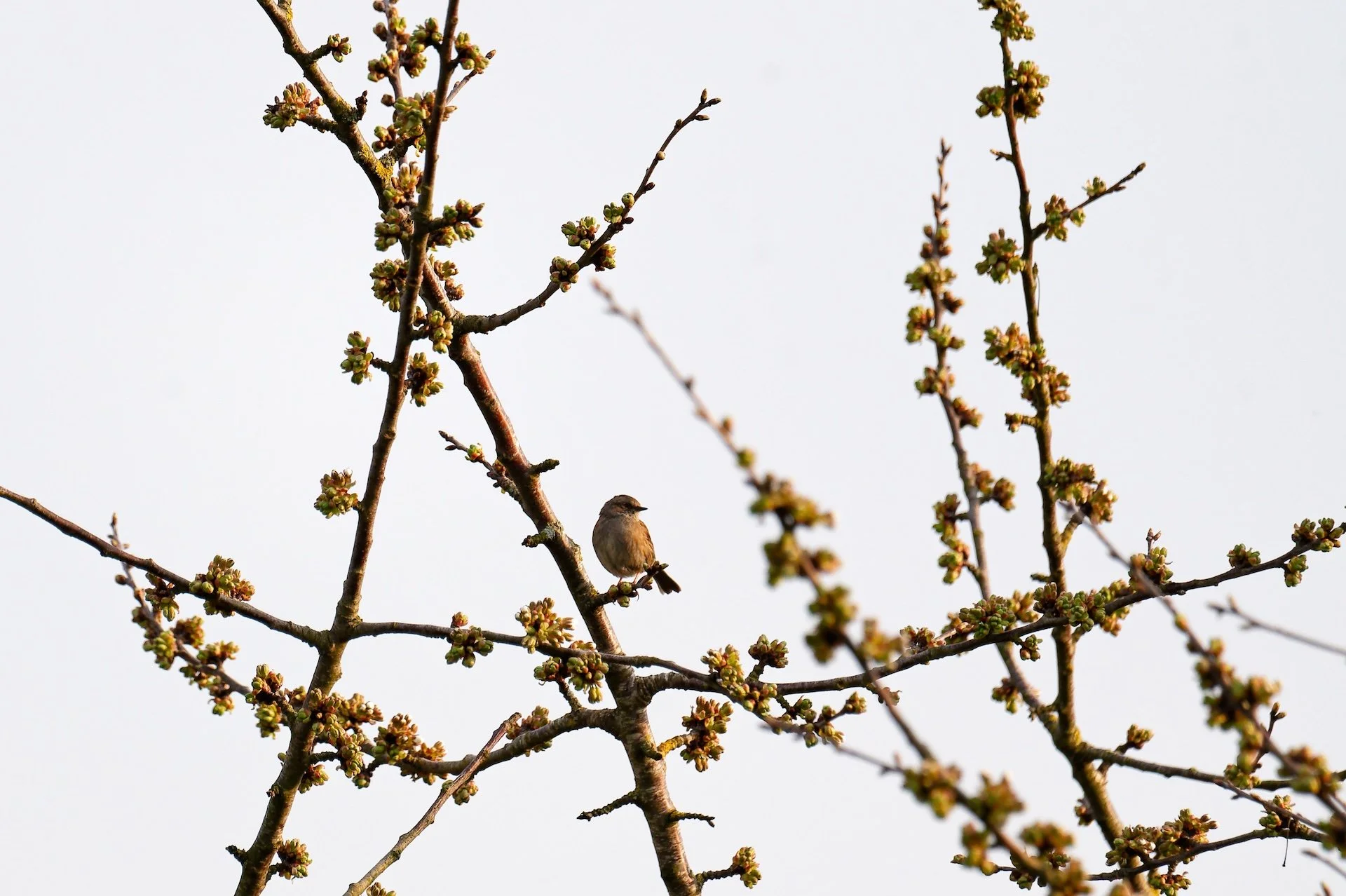 Moineau.jpg