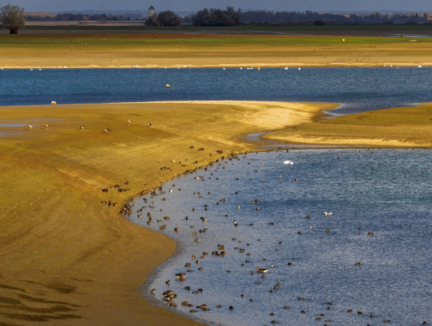 LD-11-23-apercu-lac-du-Der.jpg
