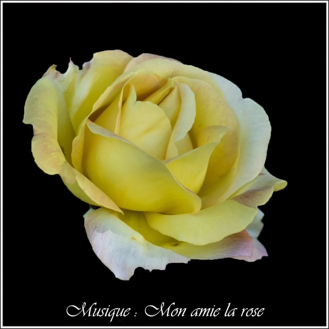 Roses-26.jpg