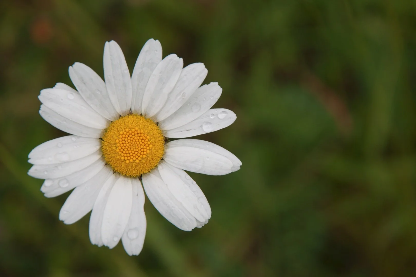 marguerite.jpg