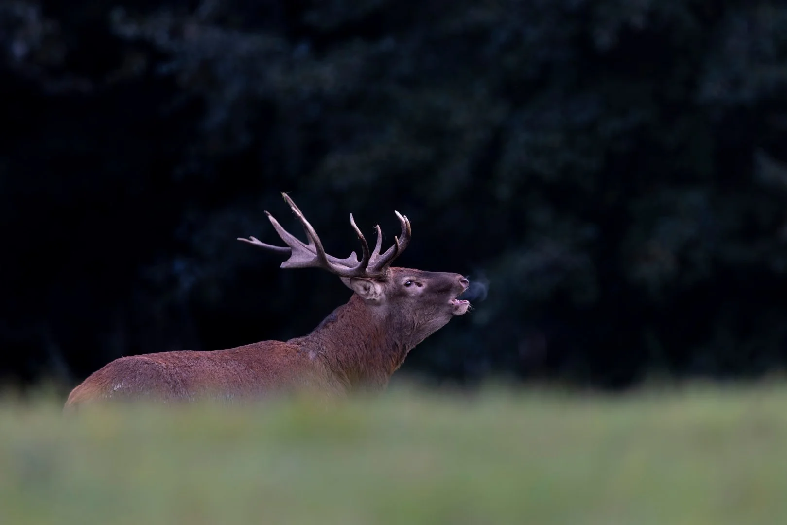 RG_0925_Cerf11.jpg