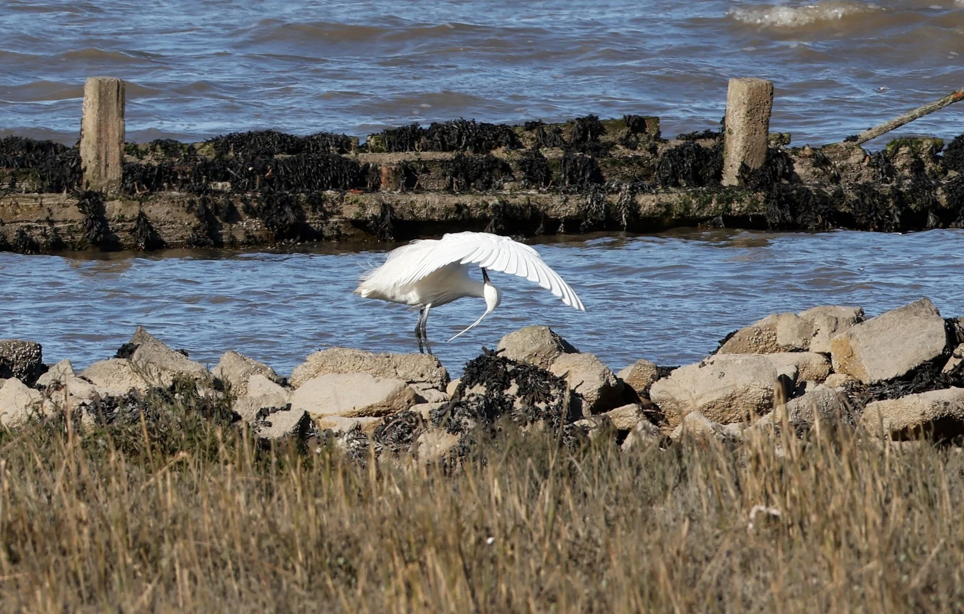 Jipé - Toilette aigrette garzette.jpg
