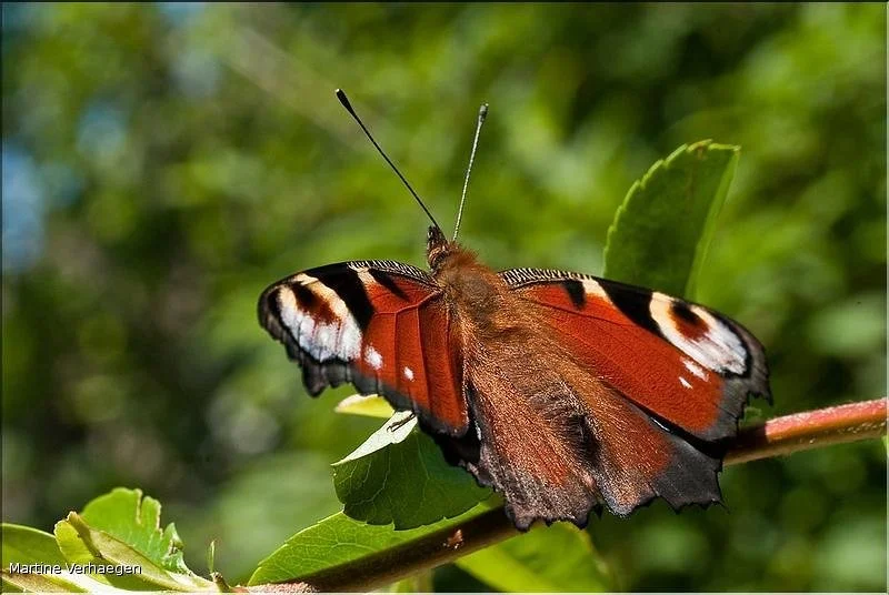 Insectes et fleurs