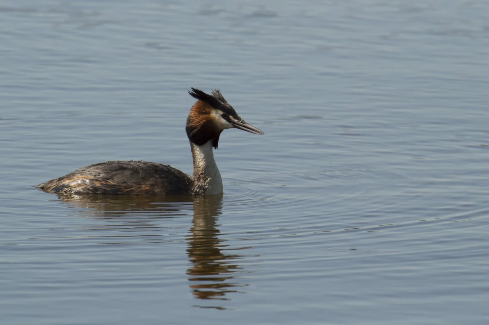 Grebe_Huppee_03_F10_1-1600sec_800Iso_600mm_1.jpg
