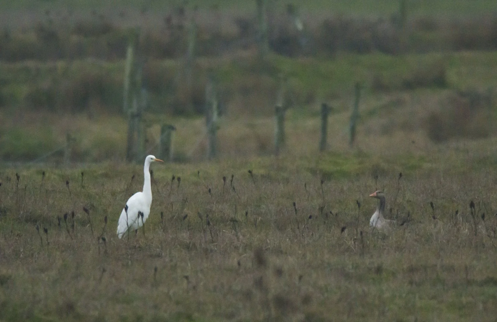 Grande_Aigrette_Et_Oie_F5_6_1-80sec_3200Iso_850mm.jpg