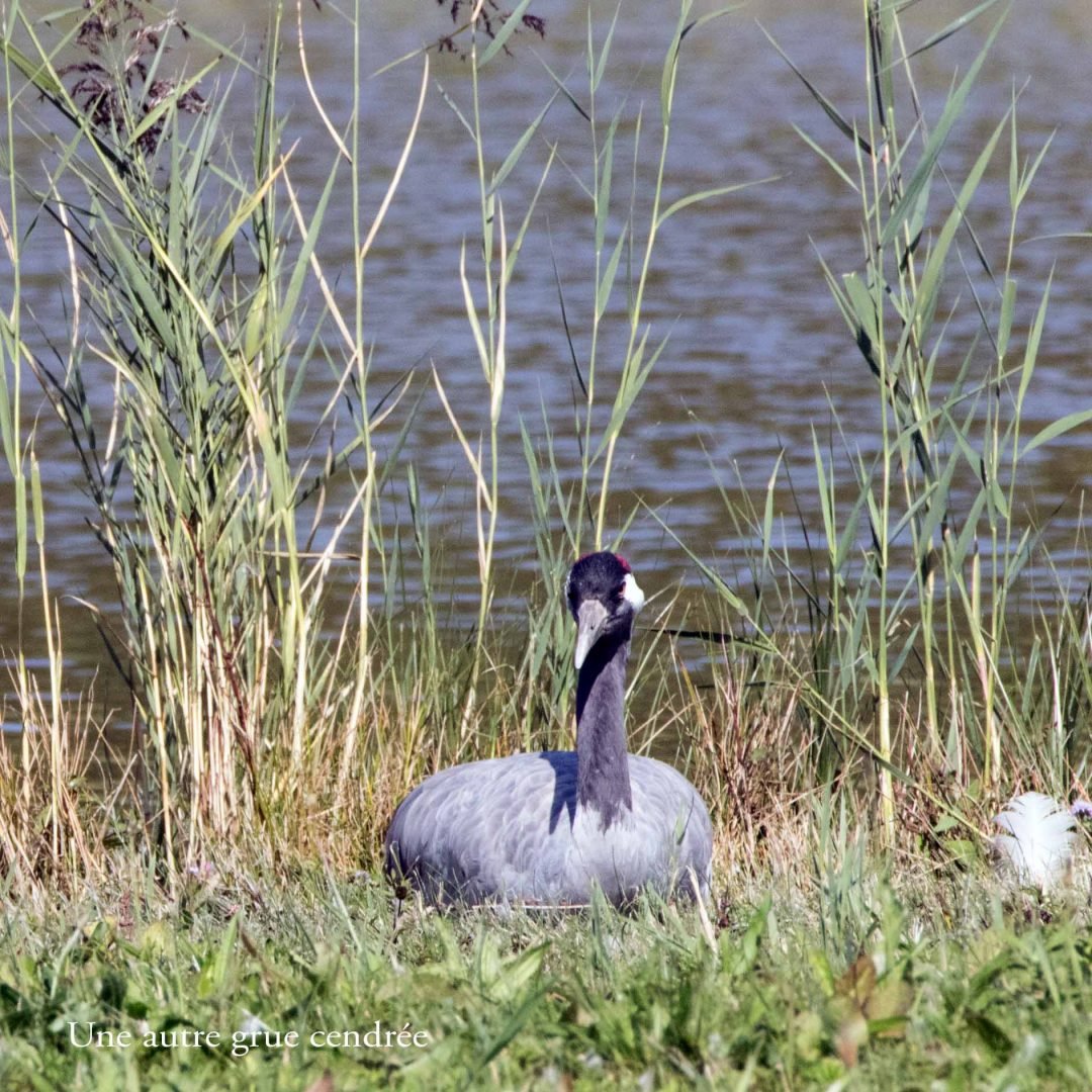 Parc-du-Marquenterre-12.jpg