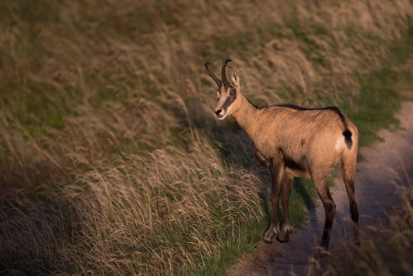 Chamois.jpg