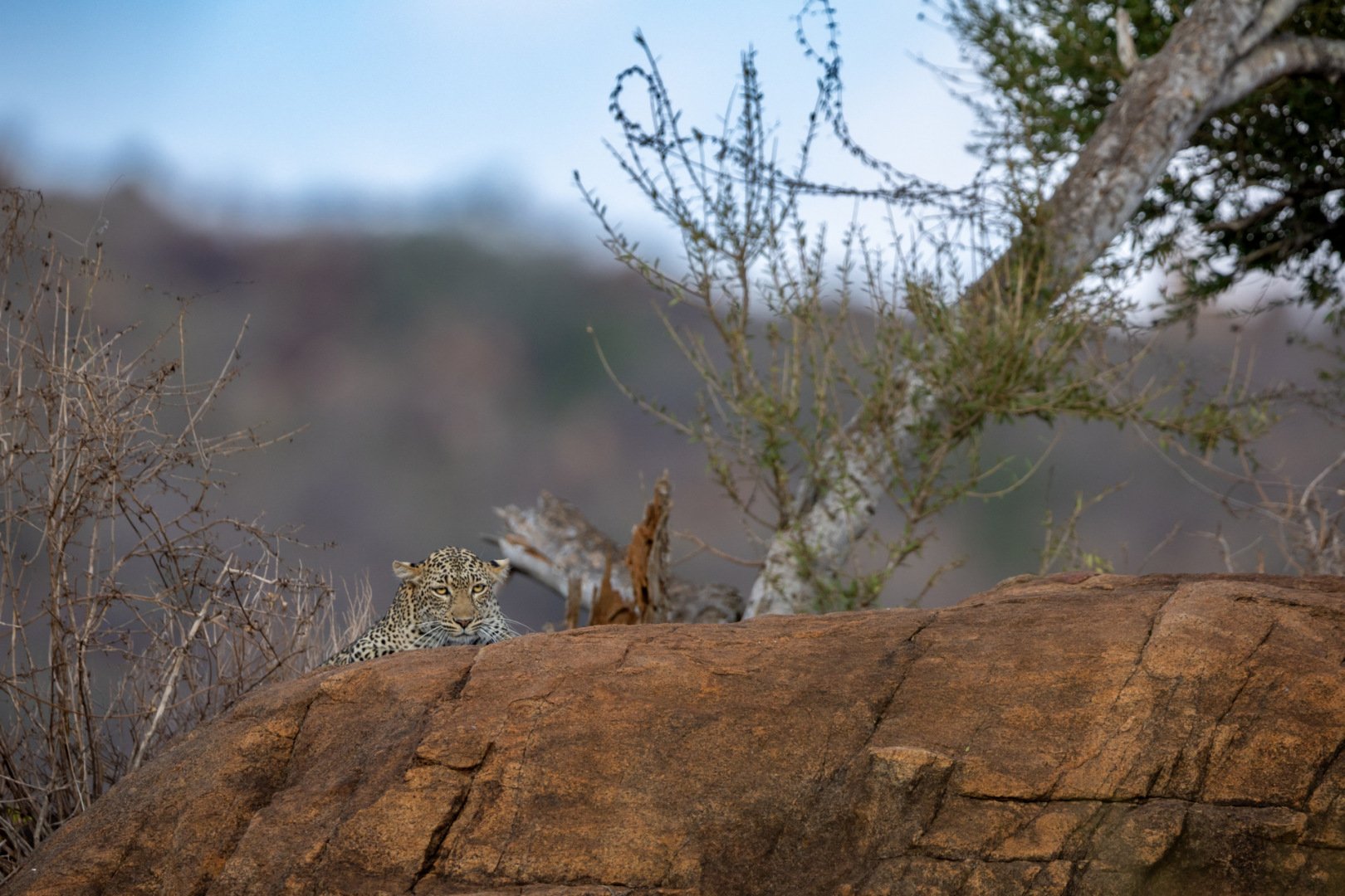 RG_1024_Leopard3.jpg