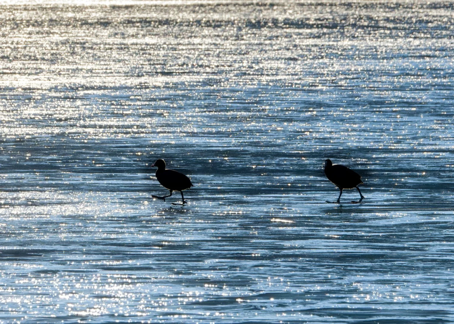 JV-Janvier-2025-Gallinule-P1140097_DxO.jpg