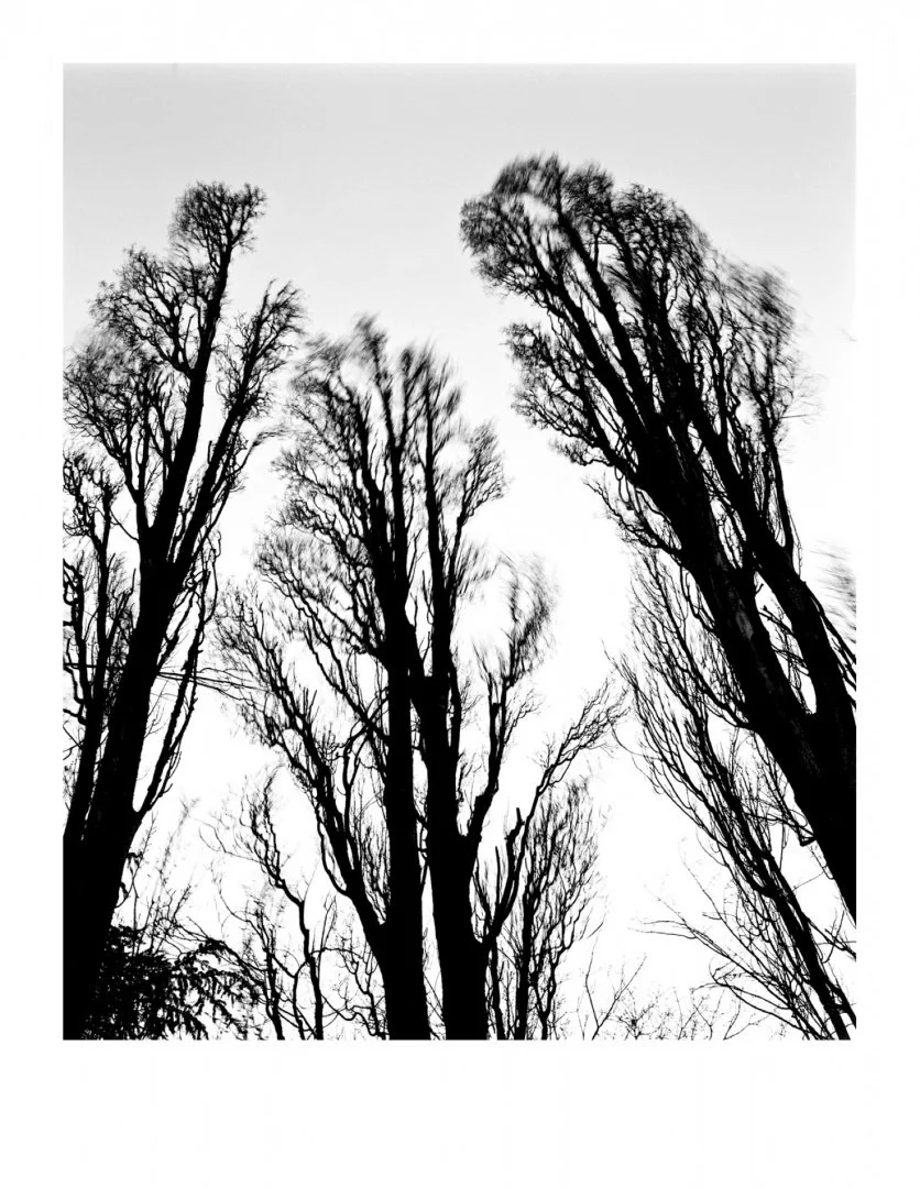 Du-vent-dans-les-branches.jpg