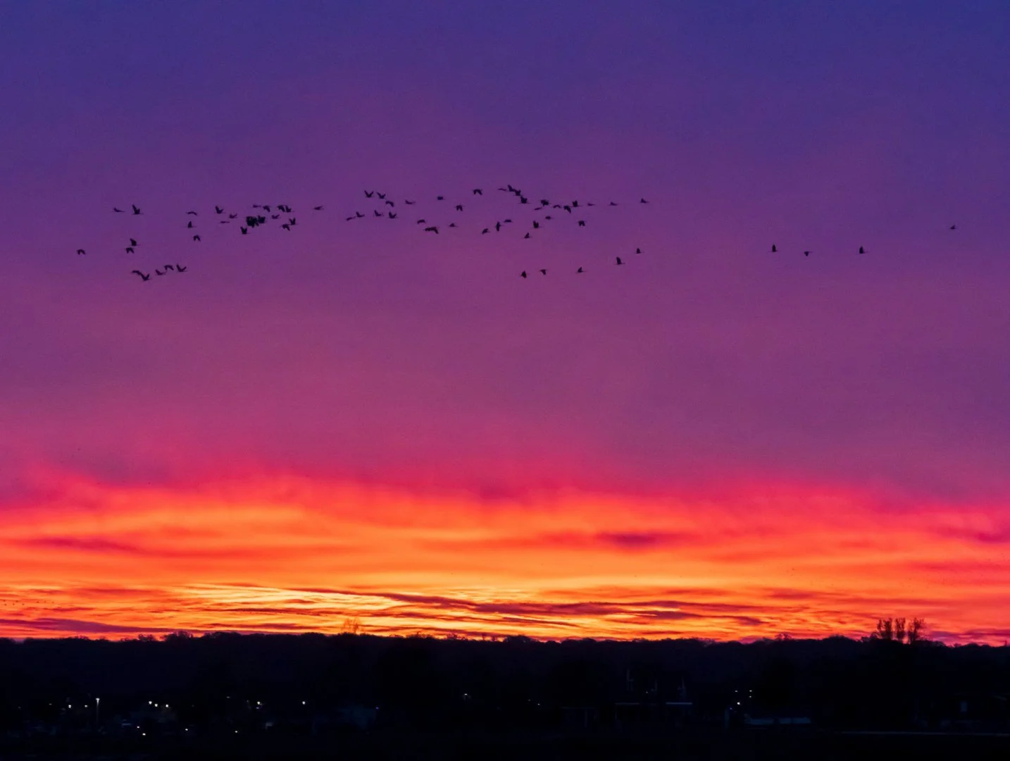 LD-11-23-grues-cendrees-19.jpg