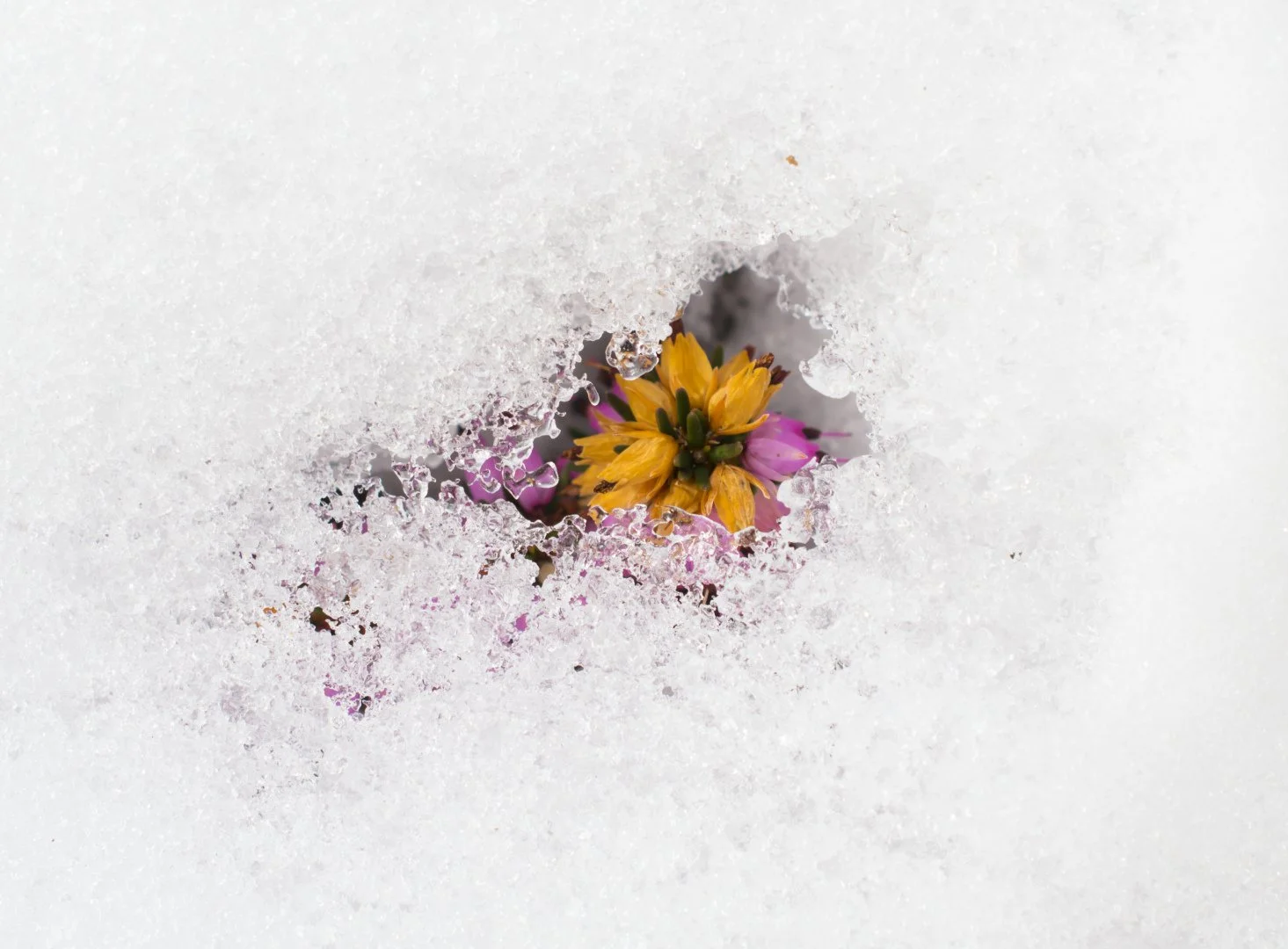 Bruyere-Sous-La-Neige.jpg