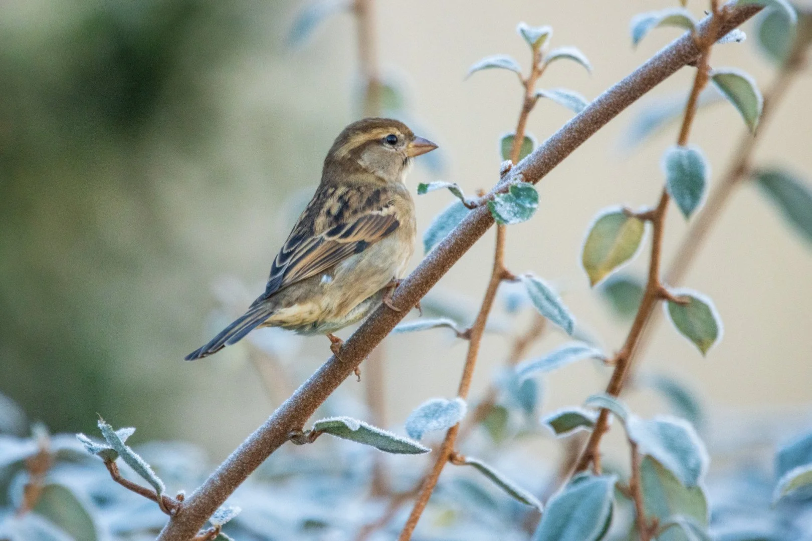 LD-1222-01-moineau.jpg