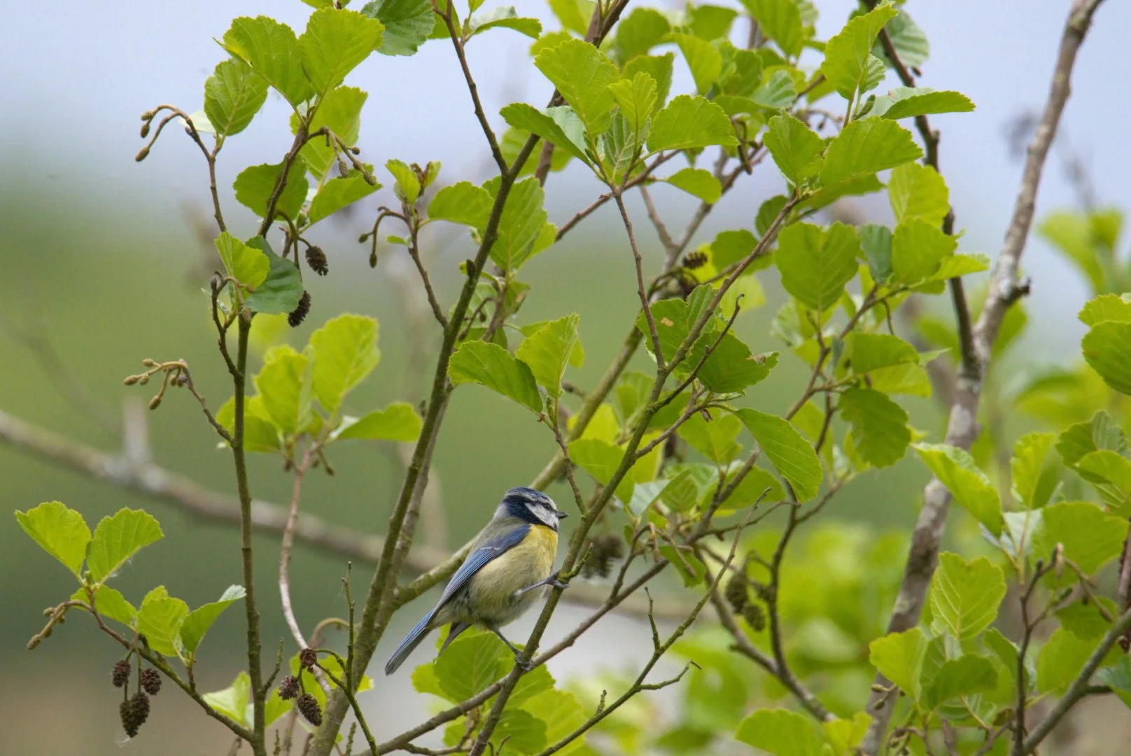 Mesange_Bleue_02_F8_Iso_4000_1-2000sec_600mm.jpg