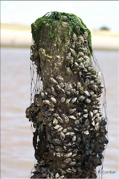 _02619.jpg