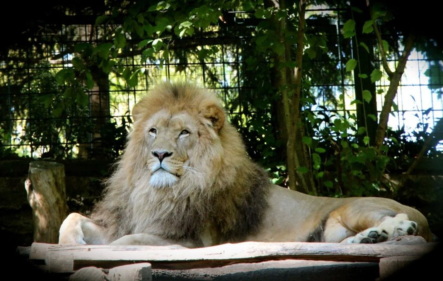 Lion-de-Beauval.jpg