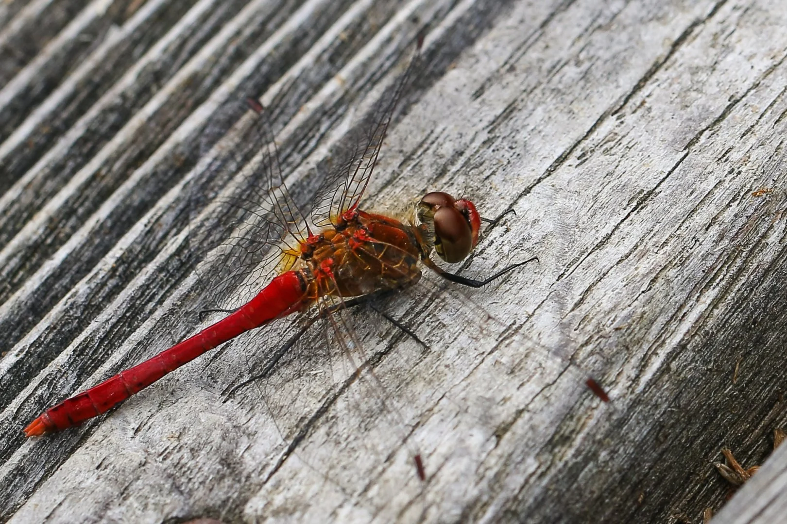 sympetrum-rouge-sang.jpg