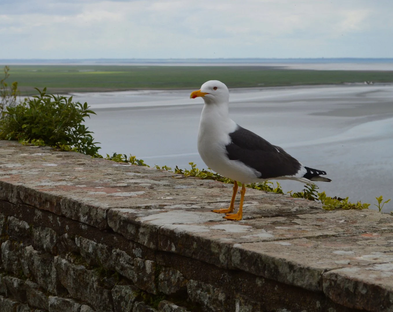 Goeland02_f9_1-500sec_200Iso_55mm.jpg
