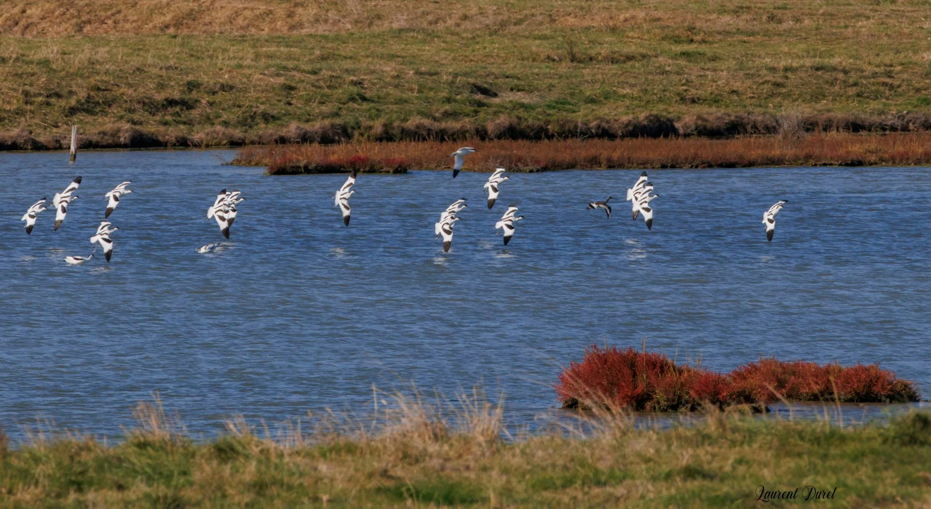 10-25-LD-Sene-Avocettes-en-vol-RF-100-400.jpg