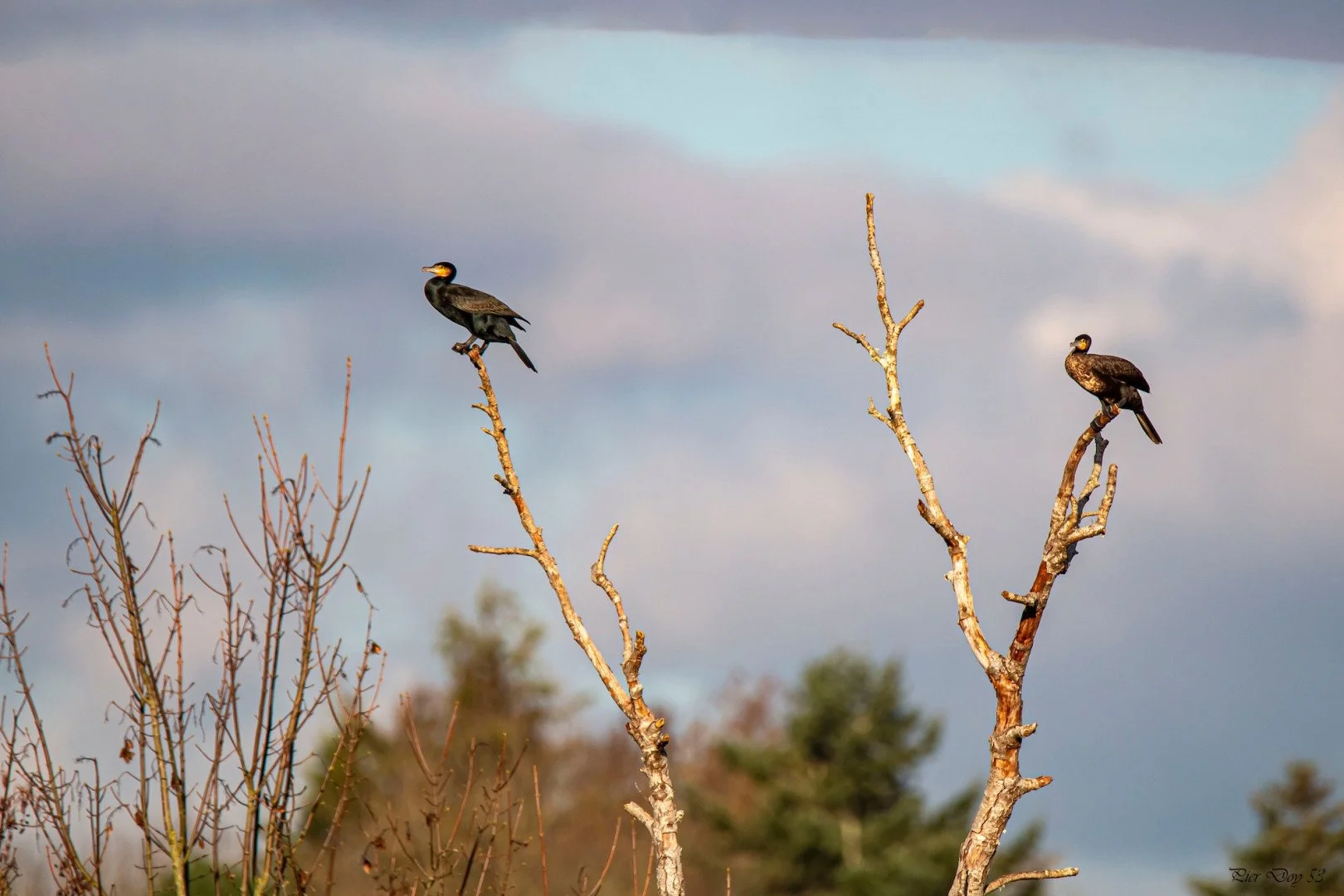 10.25-P.D-14-Cormorans-.jpg