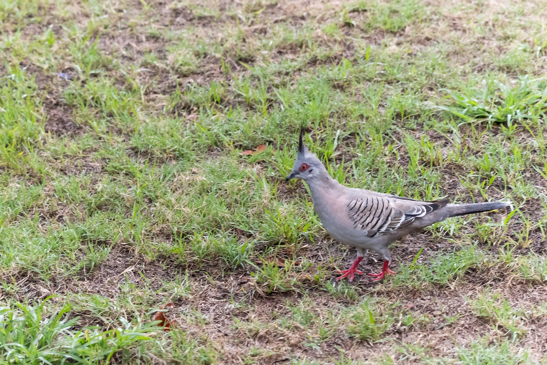 02-26 Bh pigeon crete.jpg