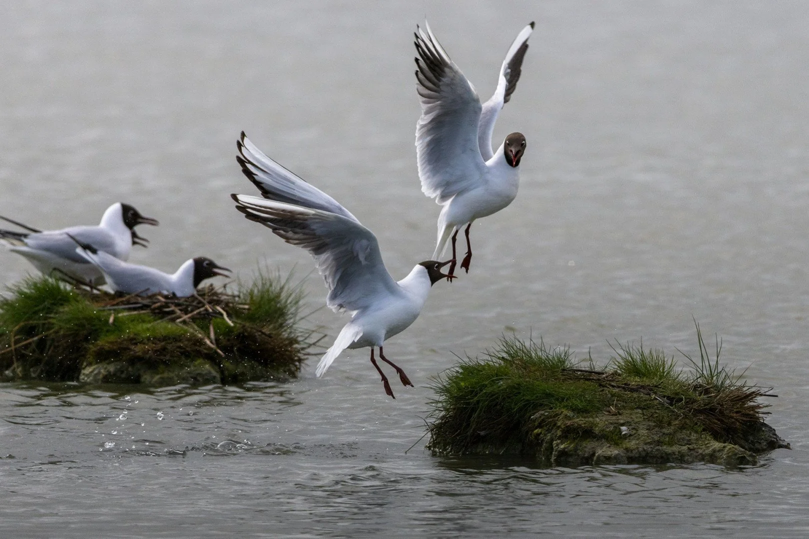Mouettes-rieuses.jpg